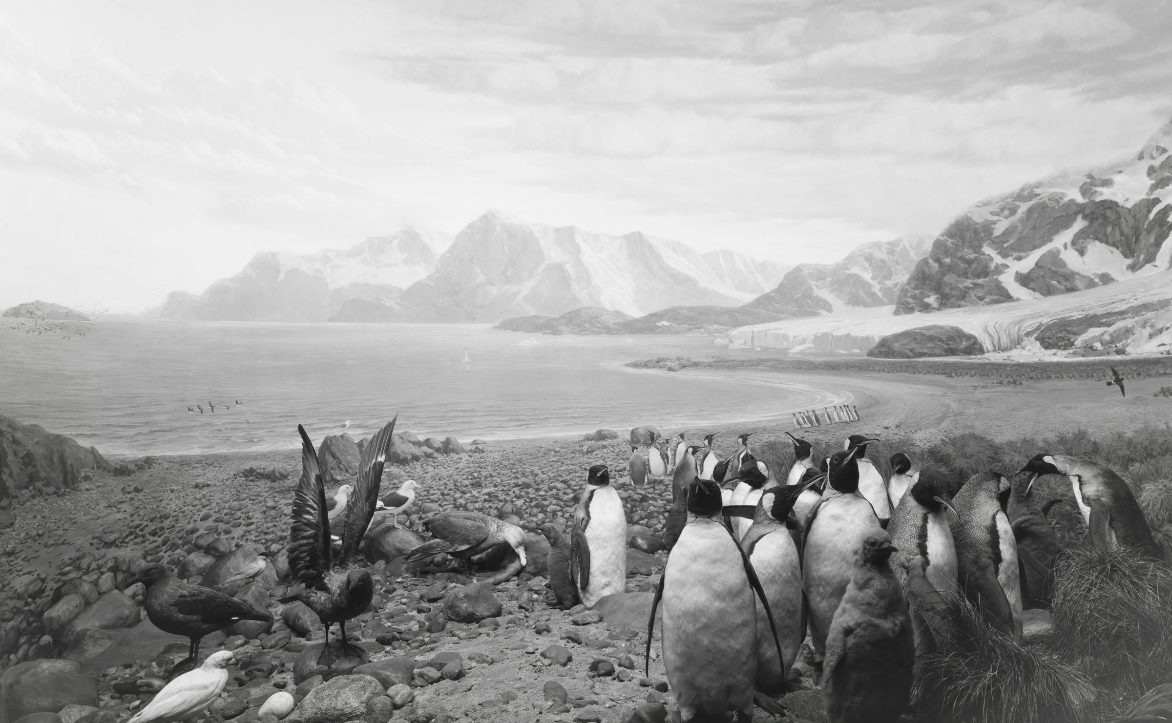 Birds of South Georgia by Hiroshi Sugimoto