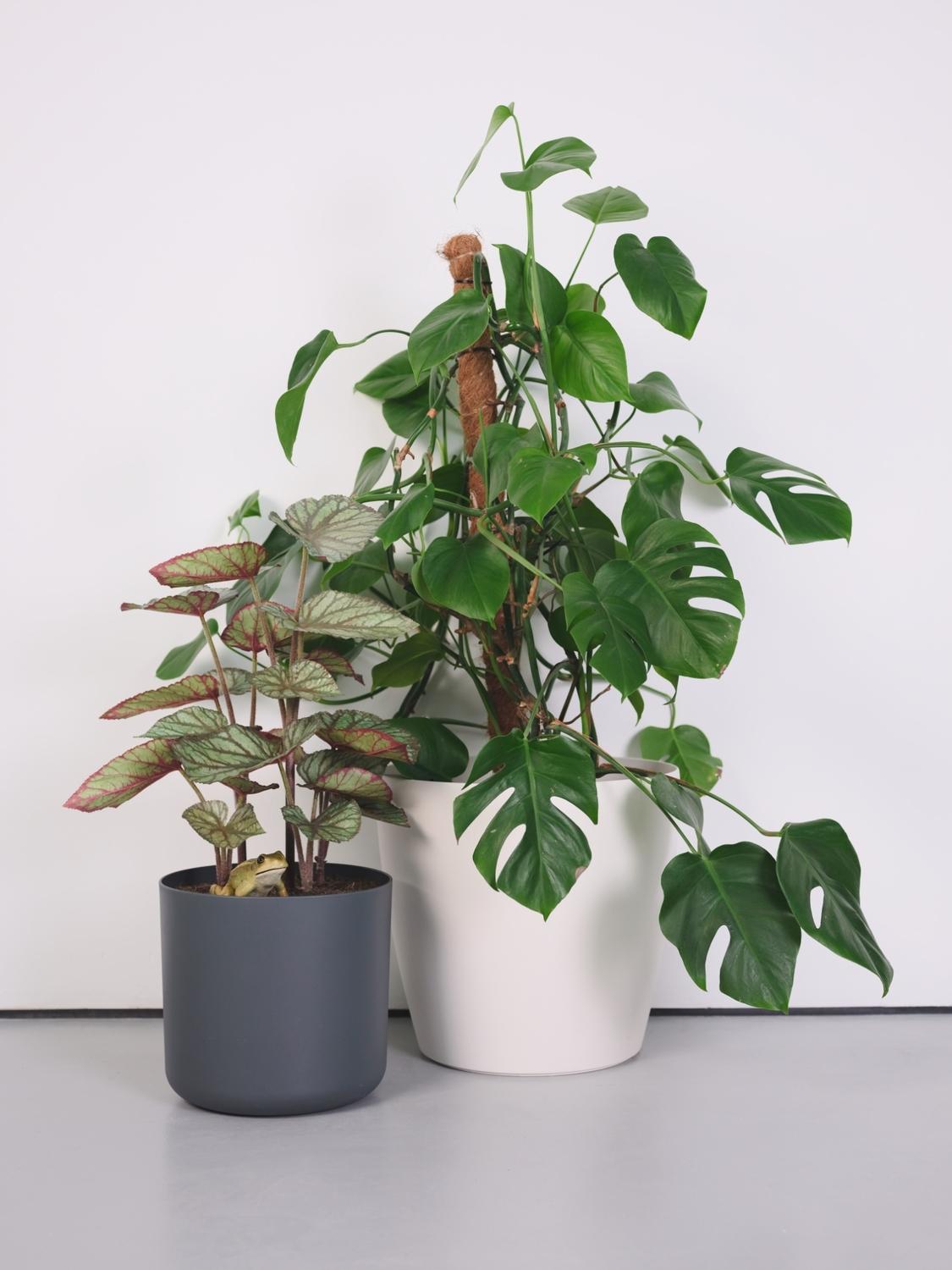You Complete Me, or I see things you can’t see (A Frog's Tale) by Ryan Gander